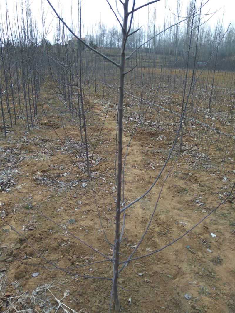 红肉苹果苗119-062年红肉苹果苗苹果新品种红肉苹果