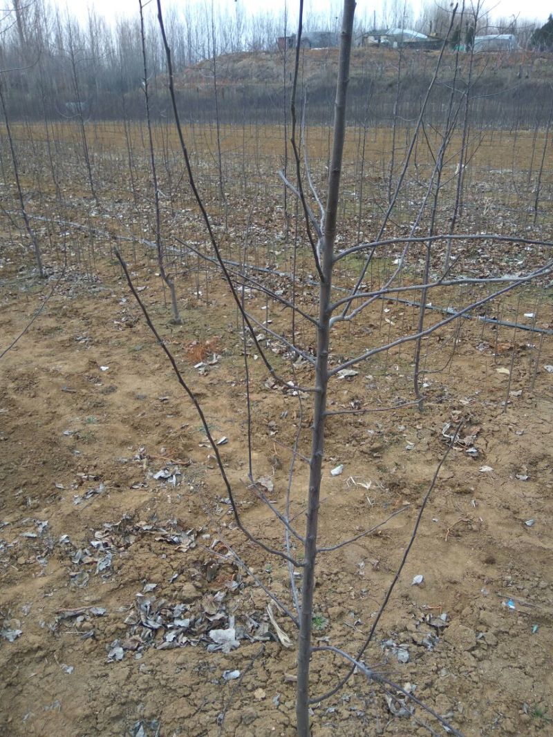 红肉苹果苗119-062年红肉苹果苗苹果新品种红肉苹果