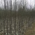 红肉苹果苗119-062年红肉苹果苗苹果新品种红肉苹果