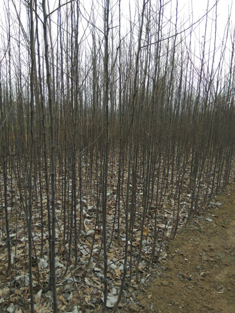 红肉苹果苗119-062年红肉苹果苗苹果新品种红肉苹果