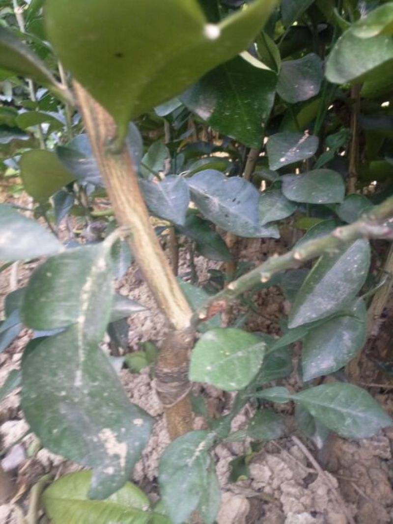 三红柚子苗0.5~0.8m0.5~0.8cm