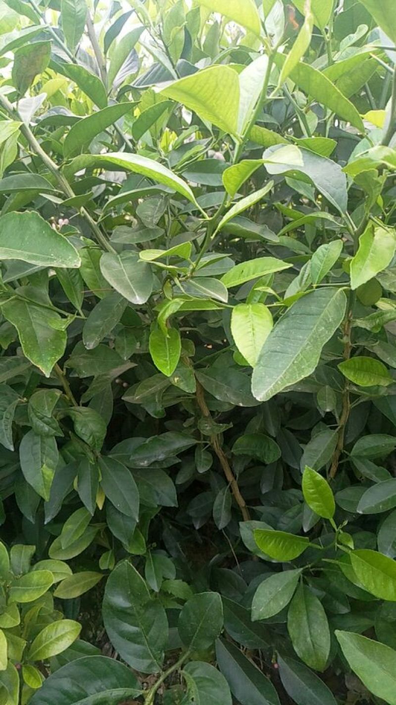 柠檬苗30~50cm