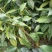 柠檬苗30~50cm