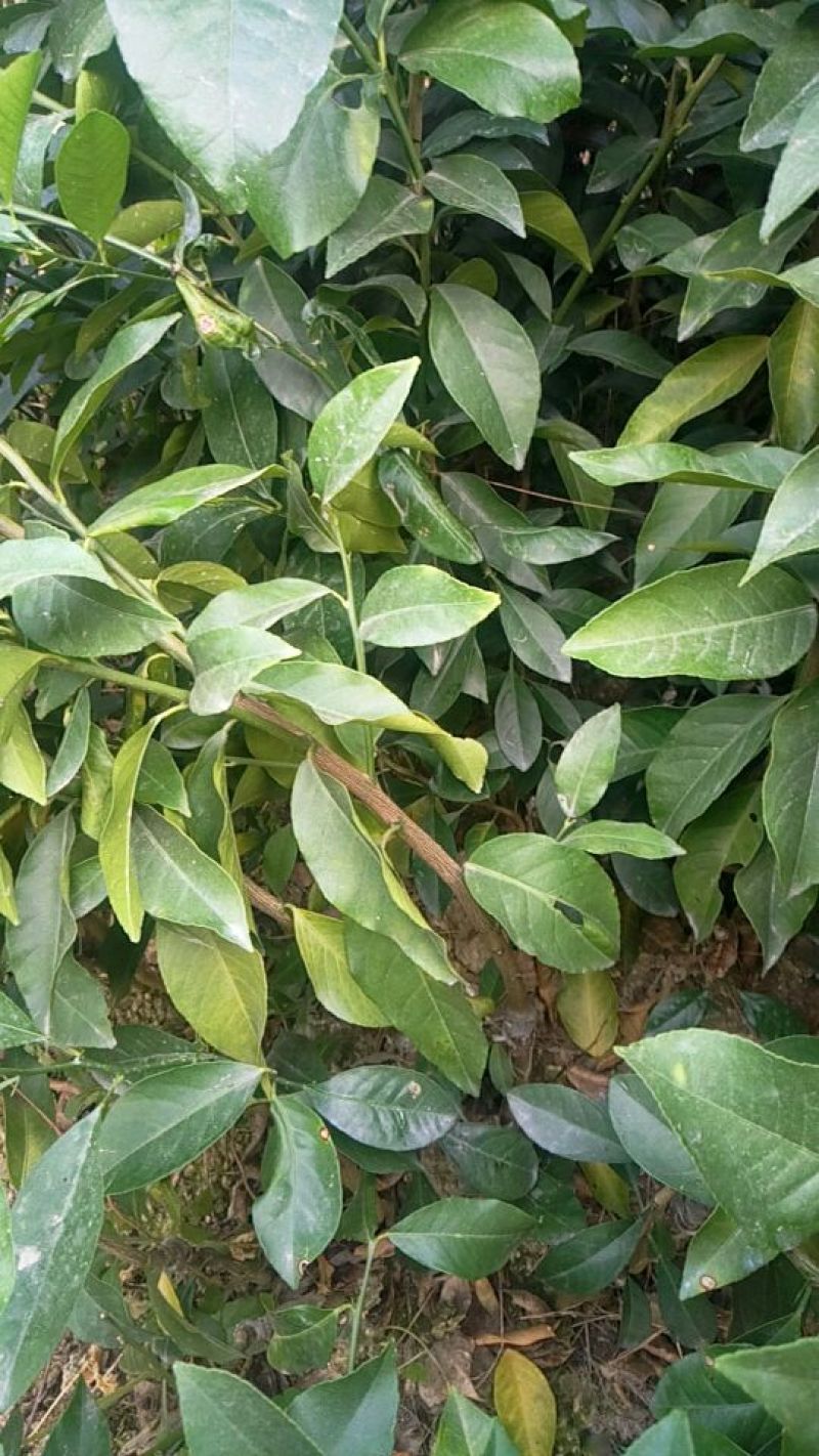 柠檬苗30~50cm