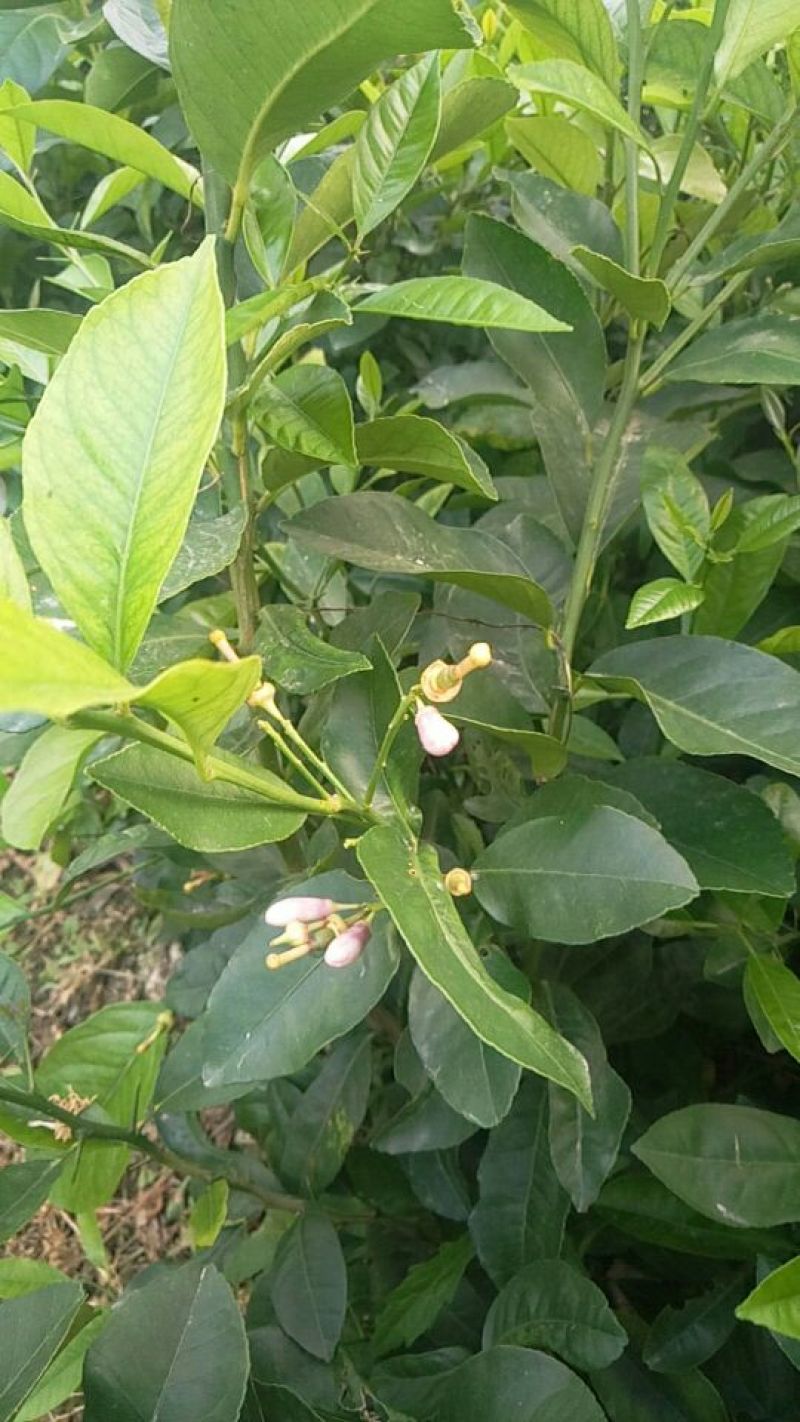 柠檬苗30~50cm
