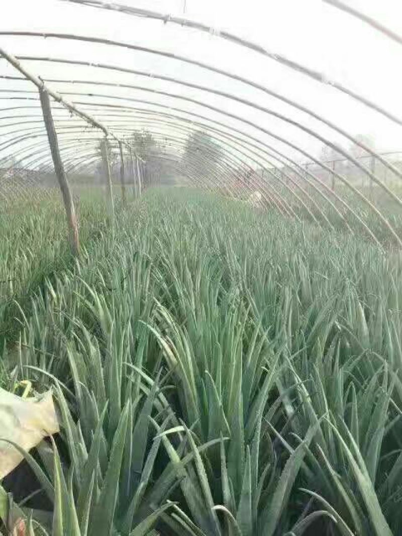 芦荟柱形18~20cm