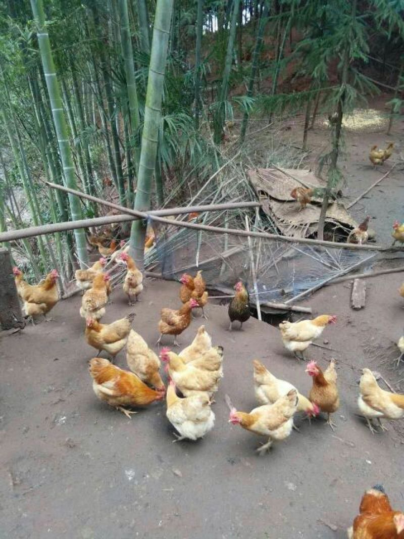 大山里生态散养三黄土鸡.(6个月以下)正宗三黄土鸡