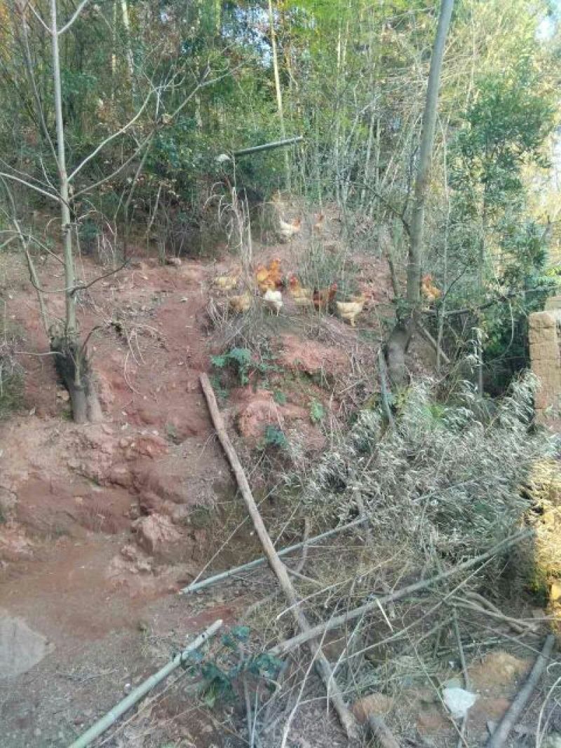 大山里生态散养三黄土鸡.(6个月以下)正宗三黄土鸡
