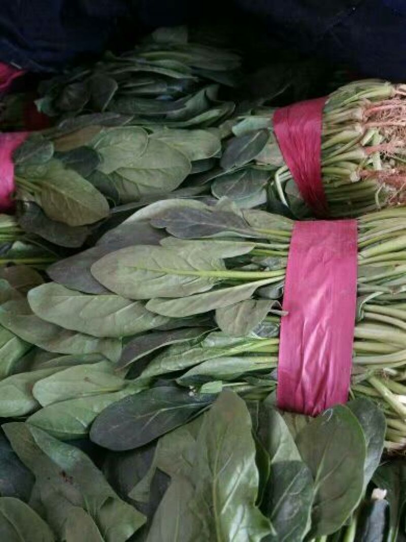 小叶菠菜25~30厘米