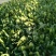 小叶菠菜25~30厘米