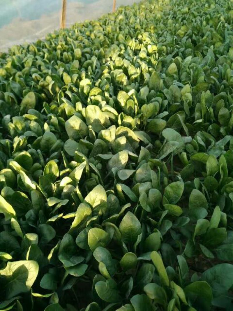 小叶菠菜25~30厘米