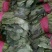 小叶菠菜25~30厘米