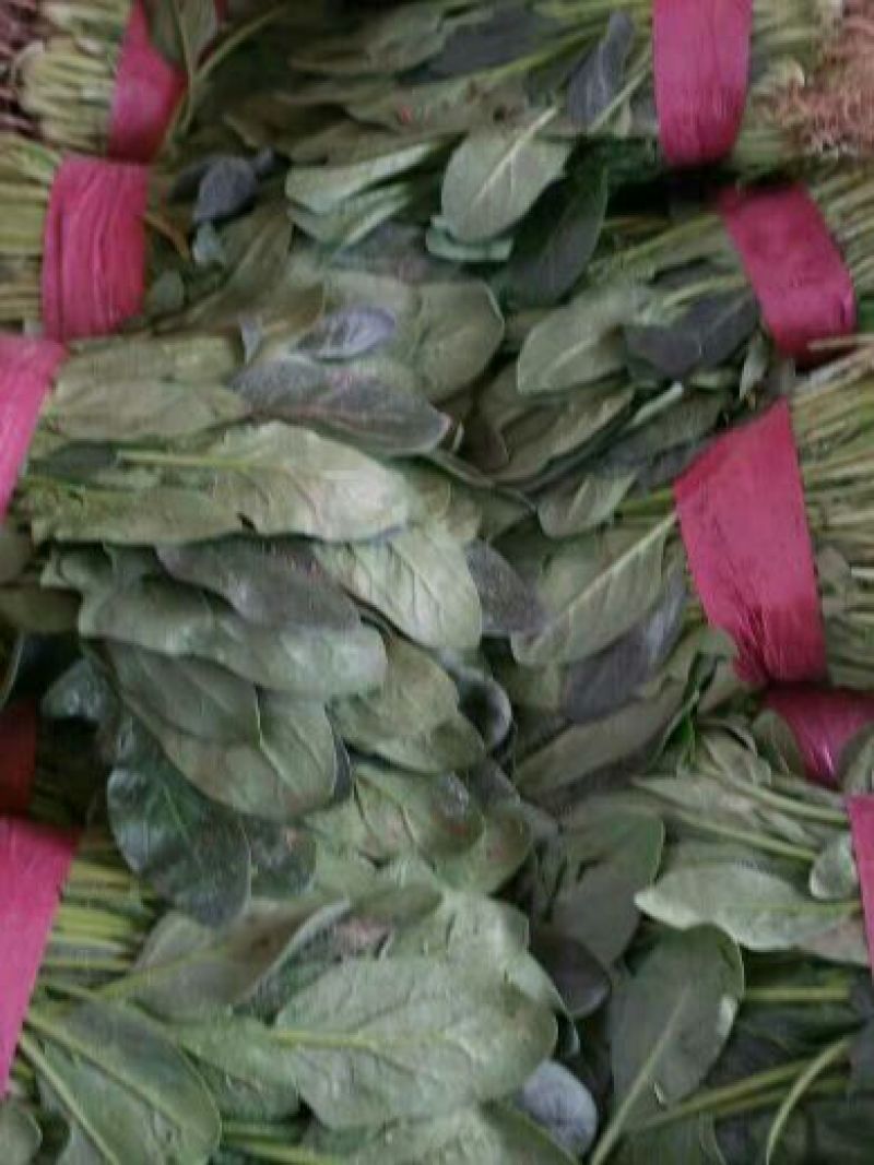 小叶菠菜25~30厘米