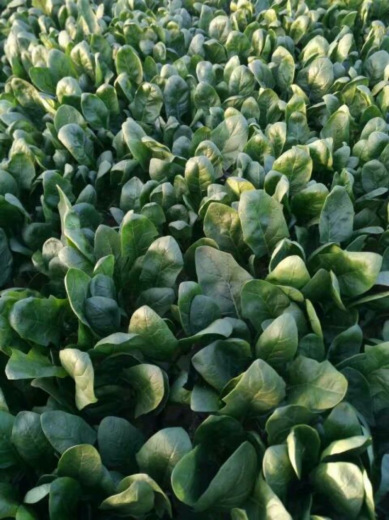 小叶菠菜25~30厘米