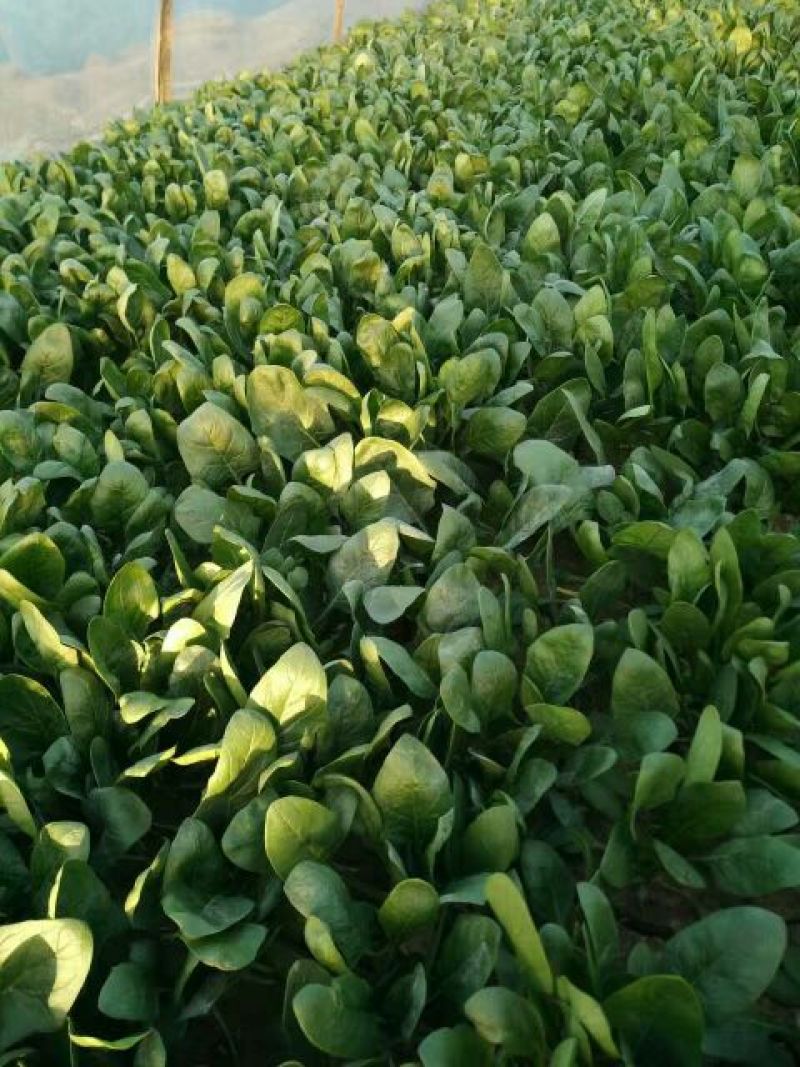 小叶菠菜25~30厘米