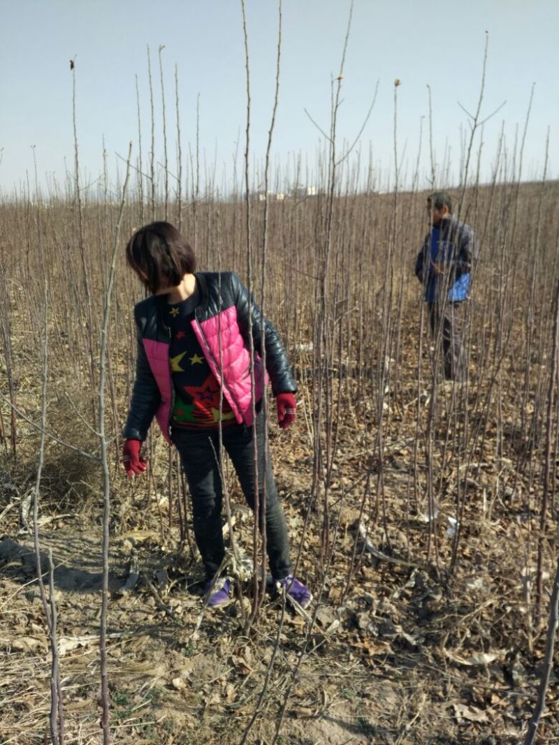 苹果树苗80cm以上