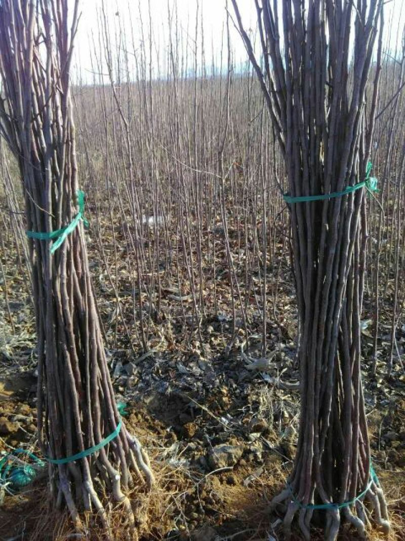 苹果树苗80cm以上