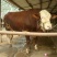 鲁西黄牛100~200kg，厂家直发，欢迎采购