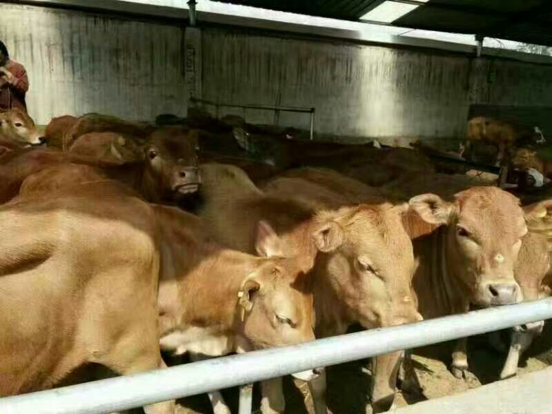 鲁西黄牛100~200kg，厂家直发，欢迎采购