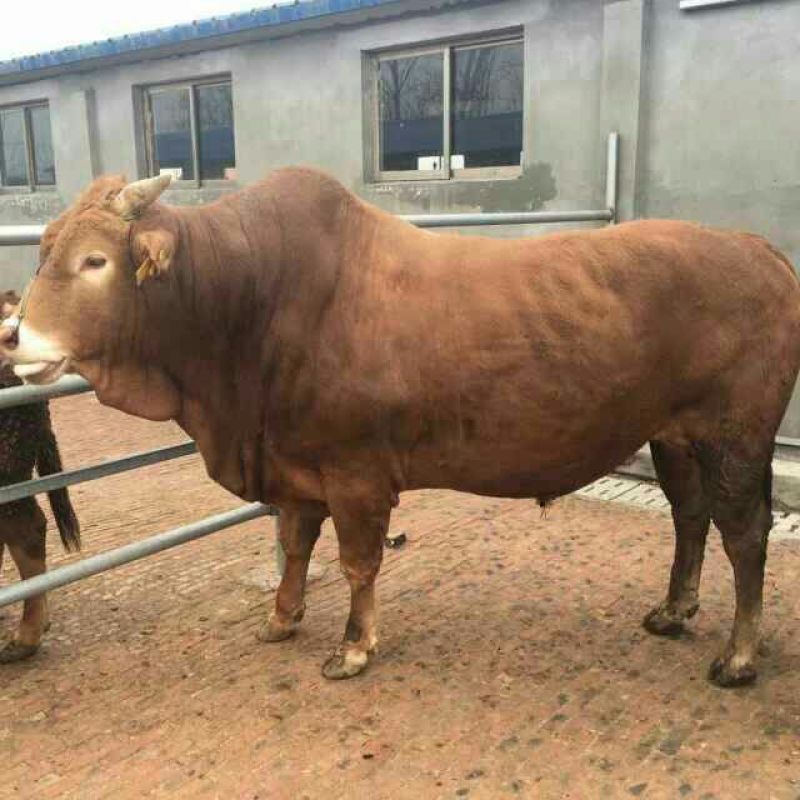 鲁西黄牛100~200kg，厂家直发，欢迎采购