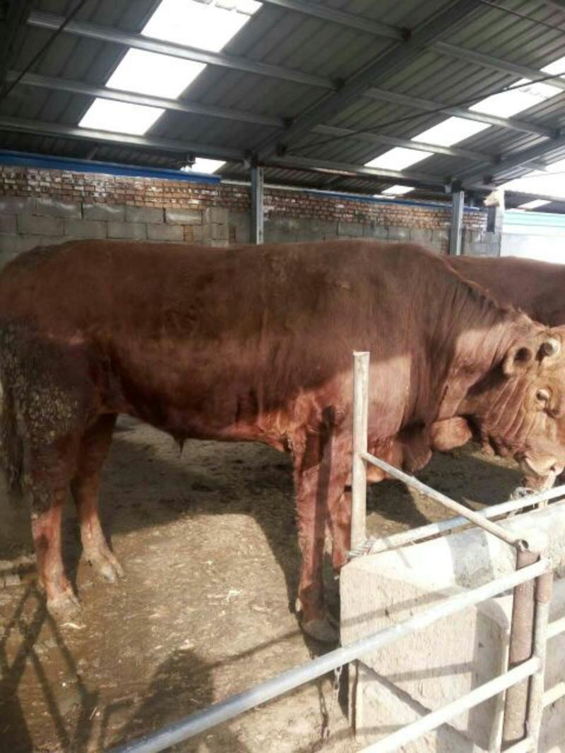 鲁西黄牛100~200kg，厂家直发，欢迎采购