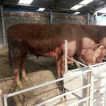 鲁西黄牛100~200kg，厂家直发，欢迎采购