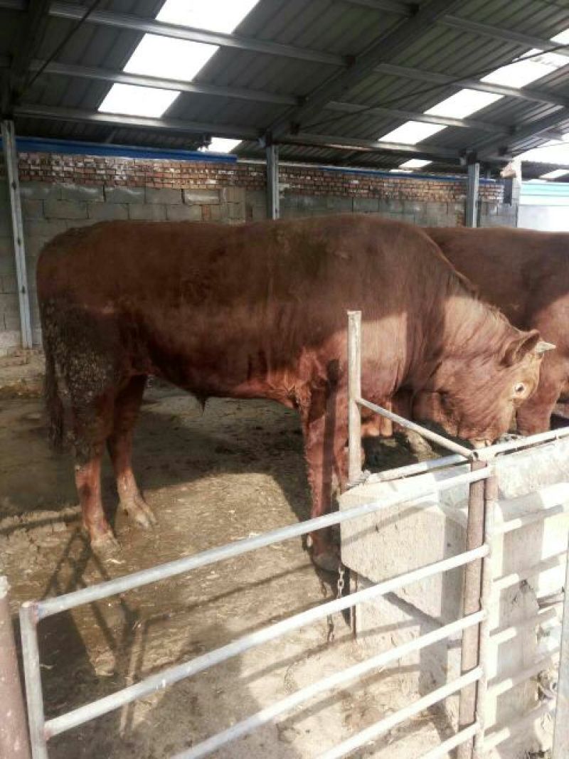 鲁西黄牛100~200kg，厂家直发，欢迎采购