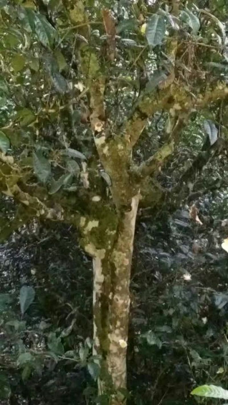 普洱茶