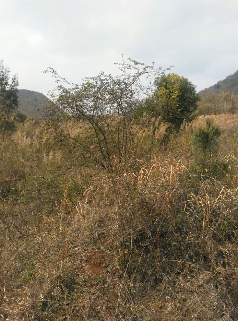 火棘盆景