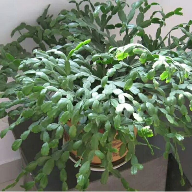 蟹爪兰