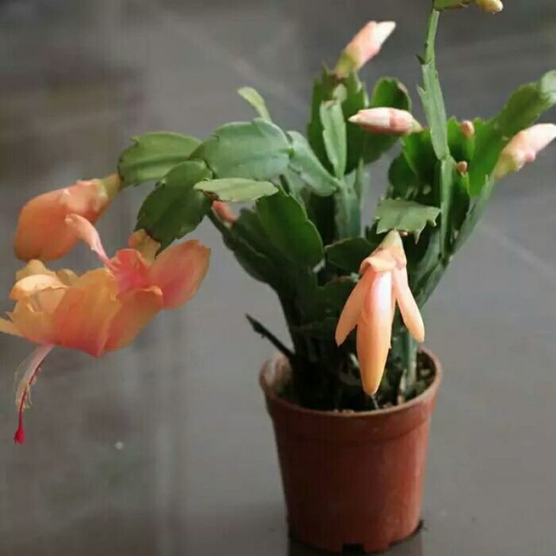 蟹爪兰