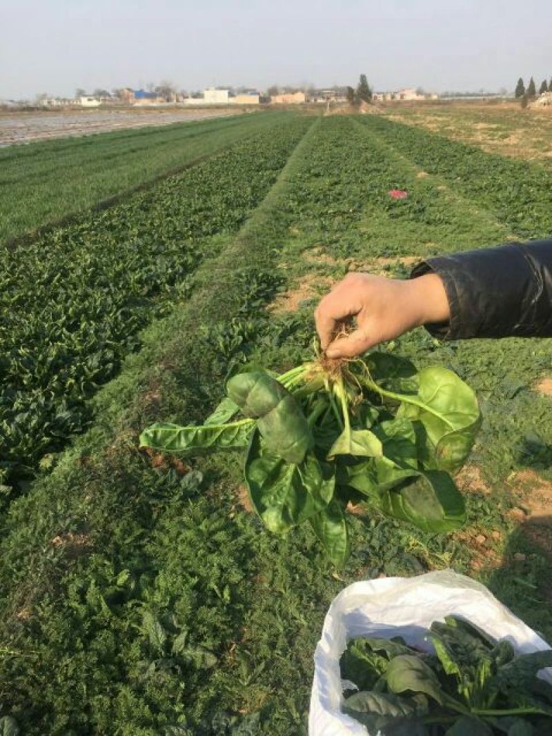 黑叶菠菜25~30厘米