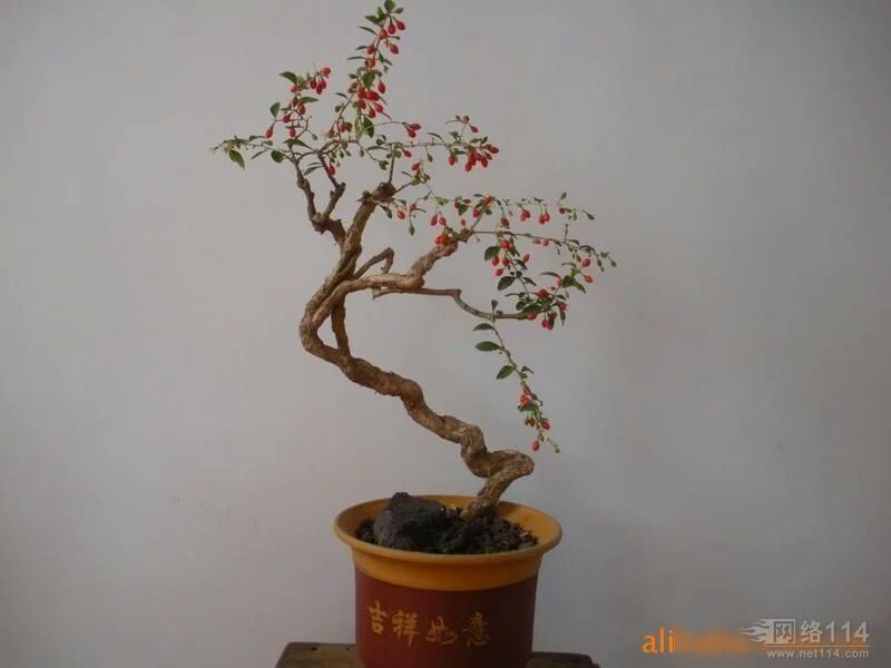 枸杞苗1年