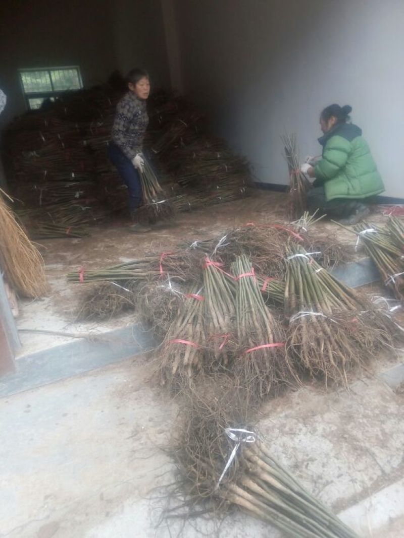 核桃苗实生核桃苗核桃脚树苗核桃实生苗量大批发销售