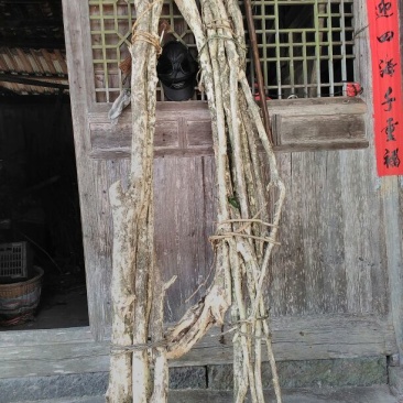 小叶黄杨14~16cm6~8cm1.5~2米