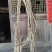 小叶黄杨14~16cm6~8cm1.5~2米