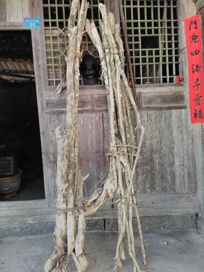 小叶黄杨14~16cm6~8cm1.5~2米
