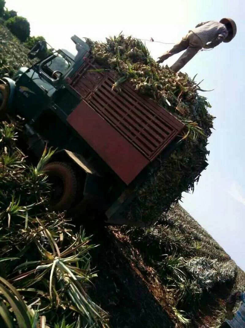 17号台湾金钻凤梨苗，菠萝苗，台湾凤梨，好苗壮苗出大果