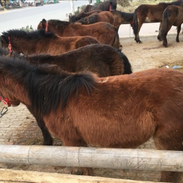 矮马