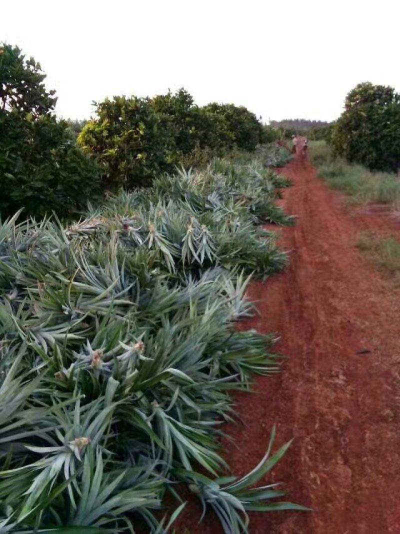 16号台湾甜蜜蜜凤梨苗，壮苗出大果，台湾凤梨