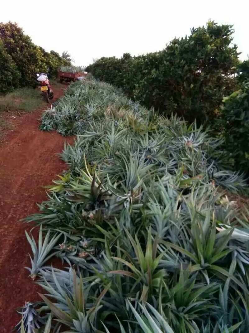 16号台湾甜蜜蜜凤梨苗，壮苗出大果，台湾凤梨