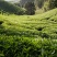 乌龙红茶一级