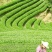 乌龙红茶一级