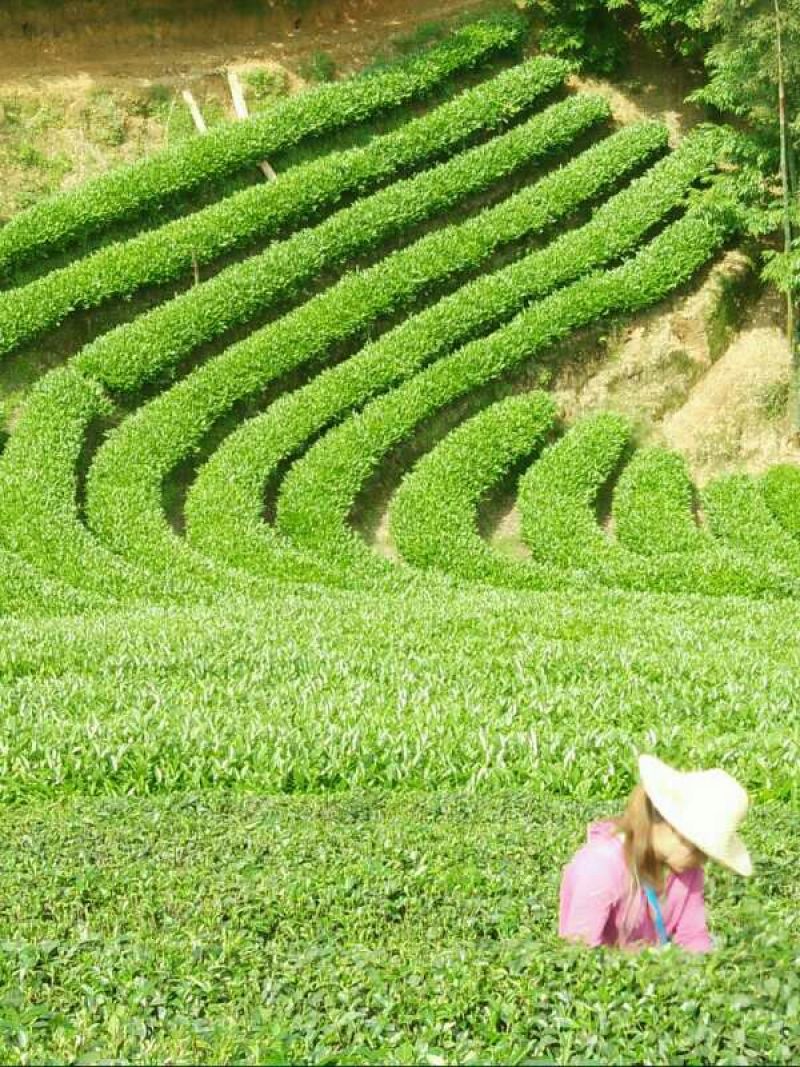 乌龙红茶一级