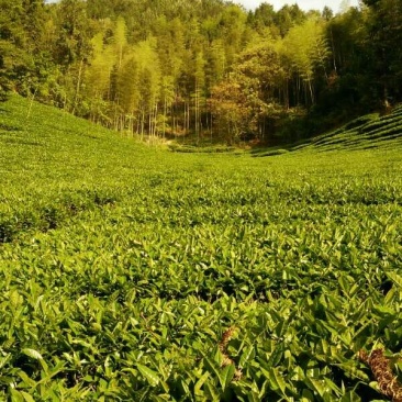 乌龙红茶一级
