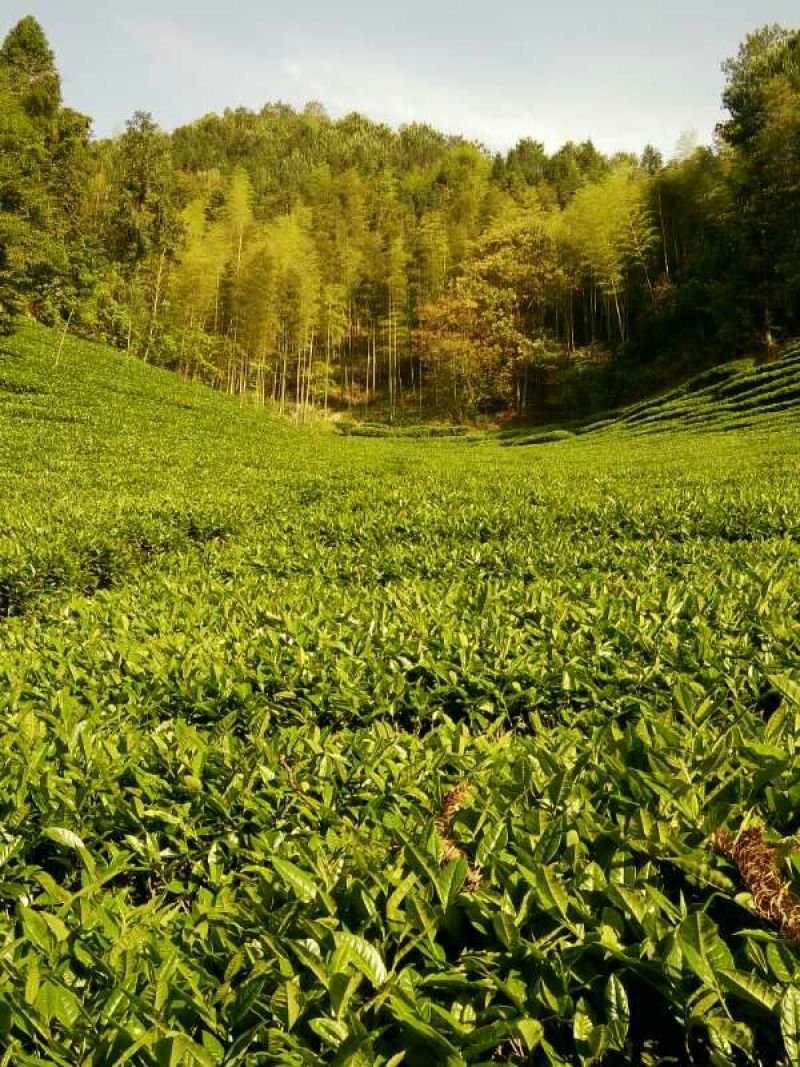 乌龙红茶一级