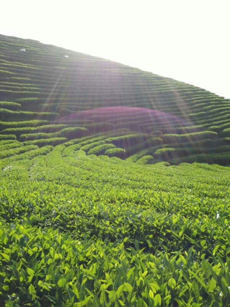 乌龙红茶一级