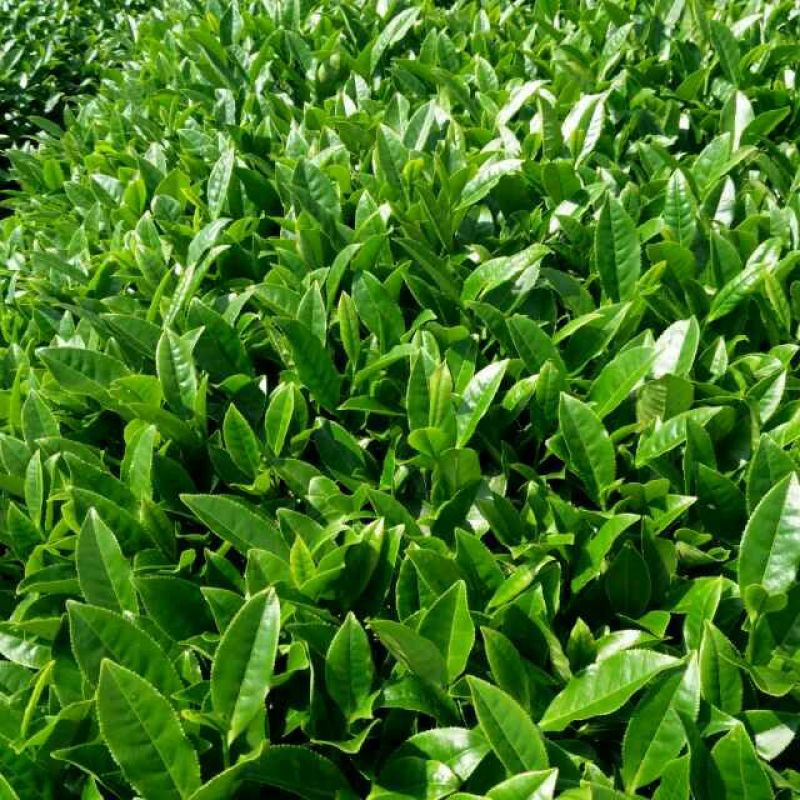 乌龙红茶一级