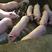 常年供应各种品种仔猪30～40斤、60~80斤，包健康猪