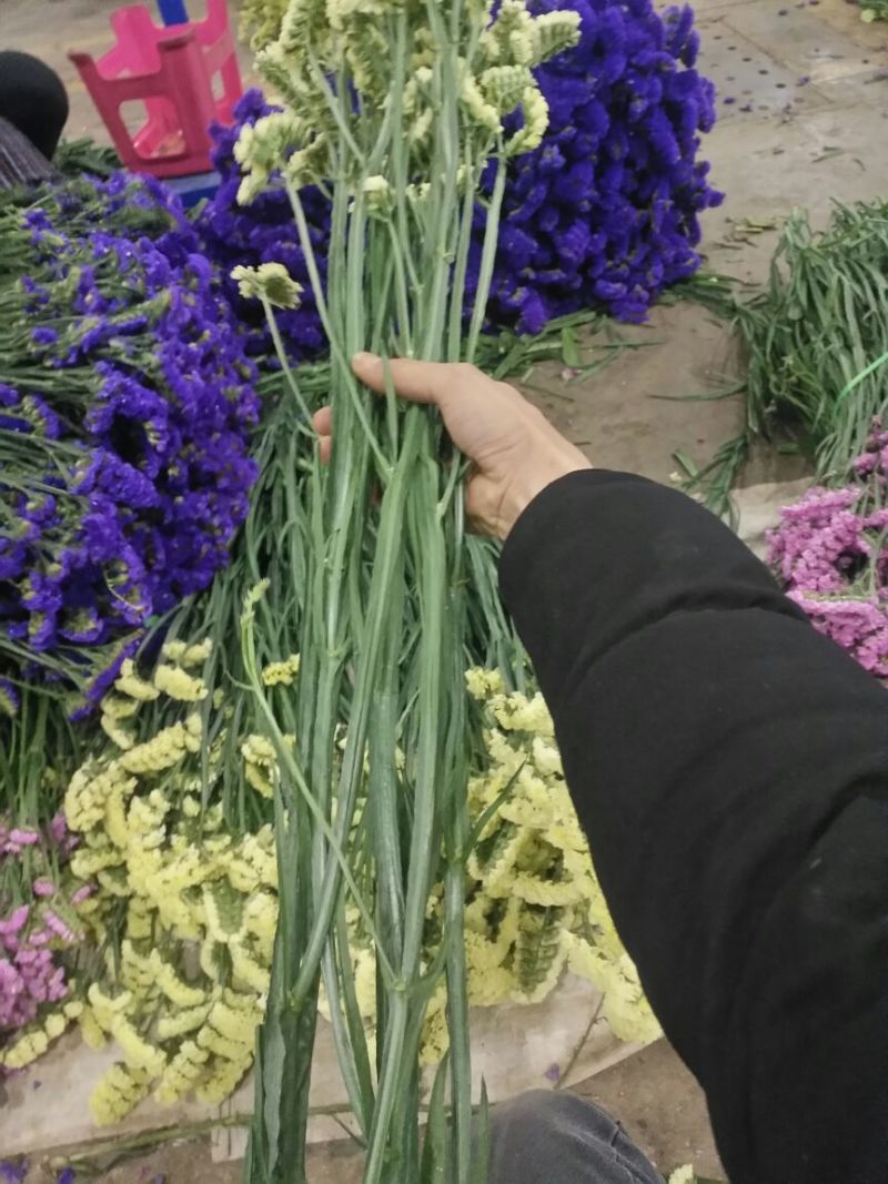 勿忘我鲜切花批发昆明直发